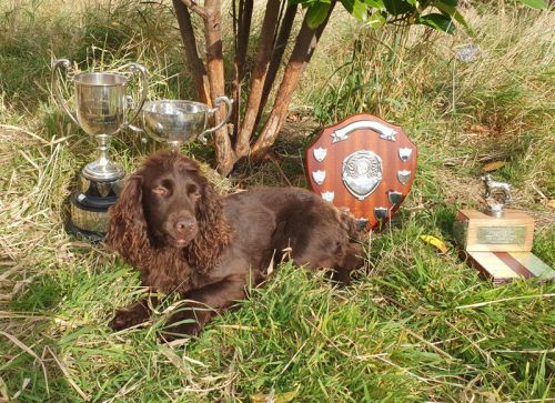 FT Ch Glenlaggan Firework with her field trial trophies