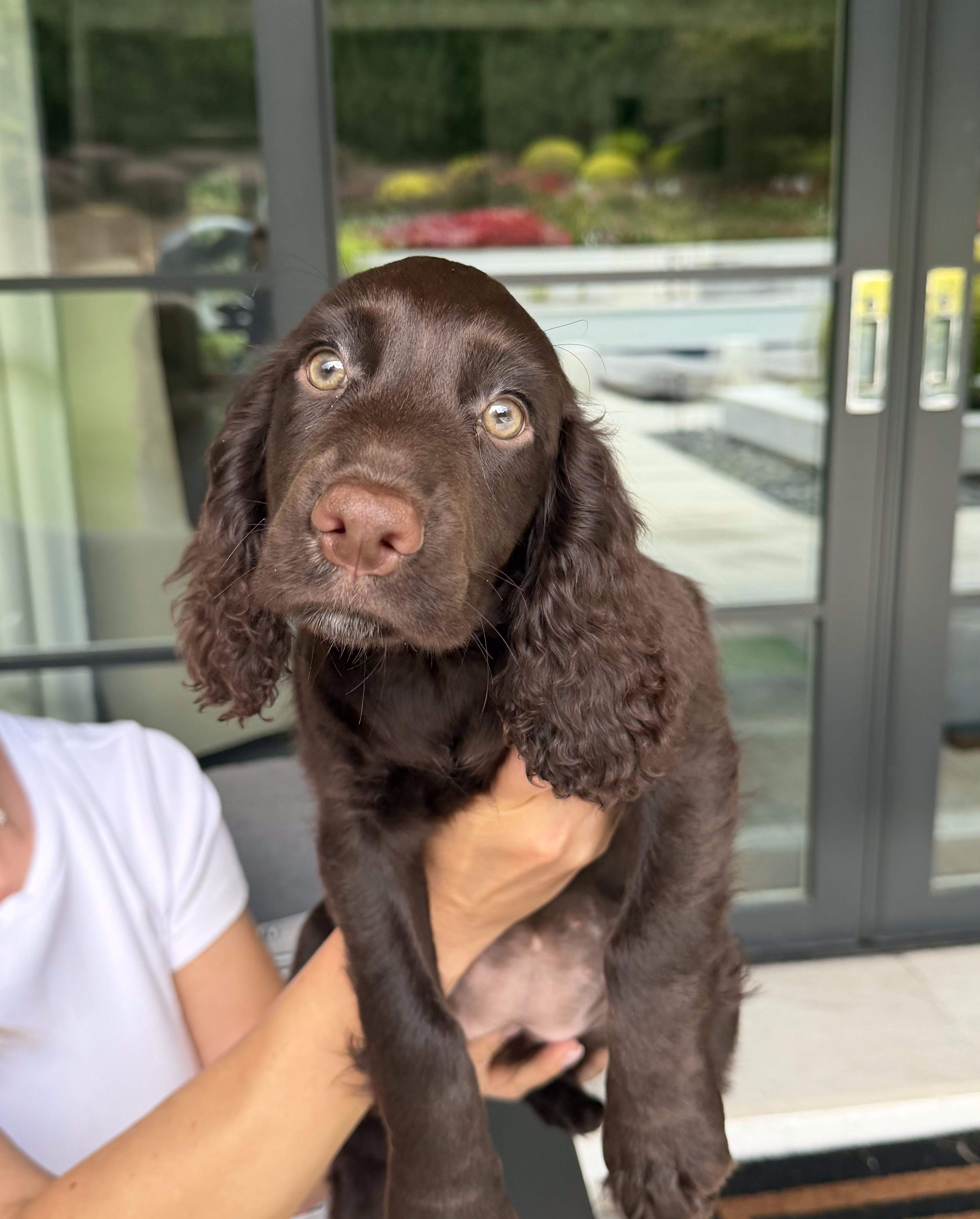 Female Puppy &mdash; liver, FT Ch Kiltonbeck Arrow x FT Ch Glenlaggan Firework litter