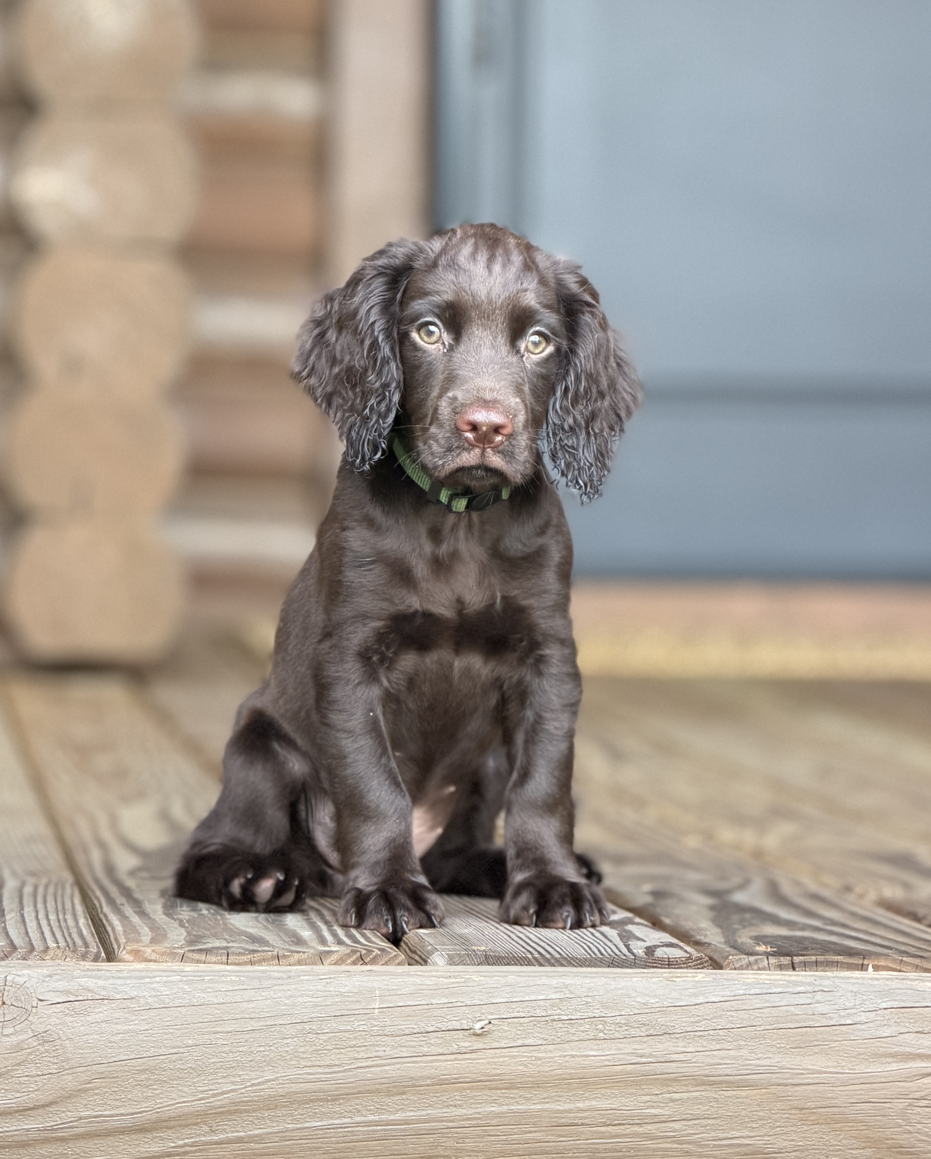 Male Puppy 1 &mdash; liver, FT Ch Kiltonbeck Arrow x FT Ch Glenlaggan Firework litter