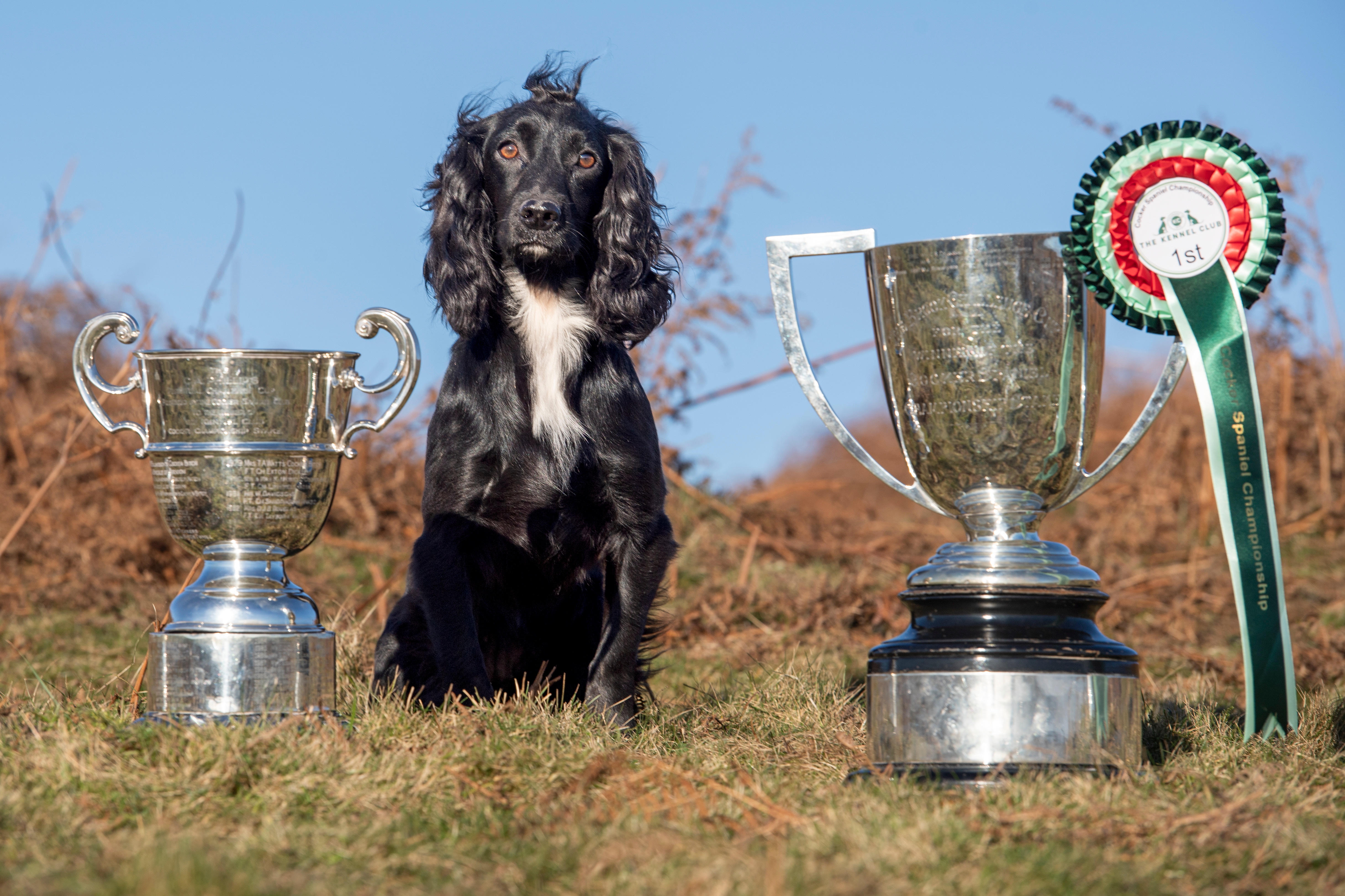 FTCh Endashaw Desire (Ria) with her Kennel Club Cocker Spaniel Championship trophies